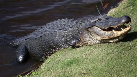 Womans Body Found After Florida Alligator Attack Bbc News