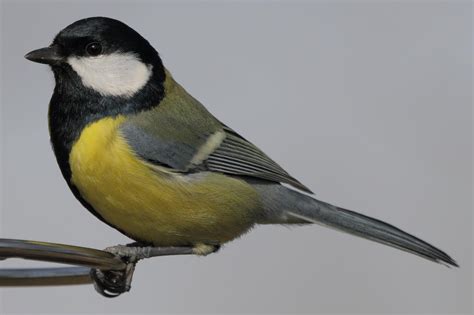 Птицы с желтой грудкой названия описание ареал обитания