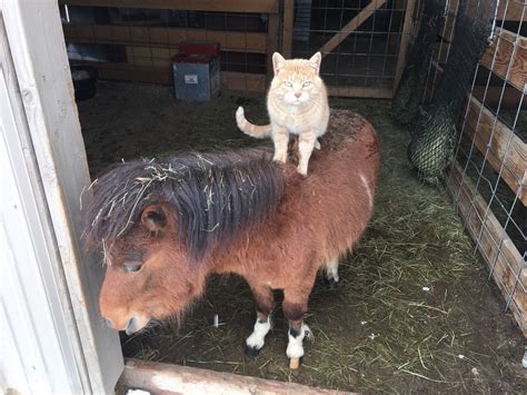 Ginger Kitty Grew Up Riding Every Animal On His Farm Love Meow