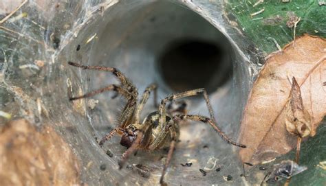 Anti Cancer Properties Found In A Deadly Australian Arachnid Nfcr