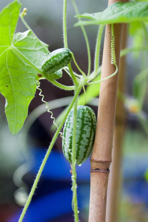 How To Grow Cucamelon A Complete Guide From Seed To Table