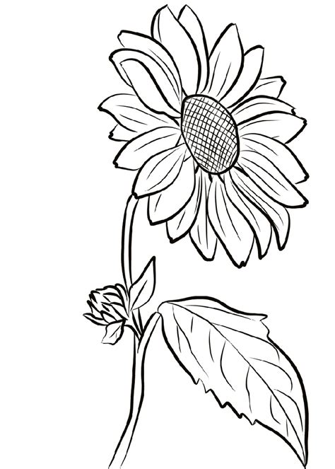 Https://tommynaija.com/coloring Page/adult Coloring Pages Sunflower