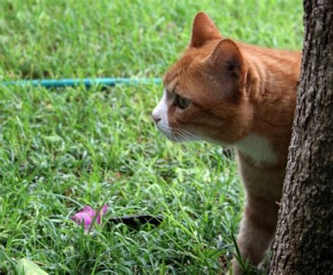 Free Picture Yellow Cat Animal Grass Cute Nature Fur Feline Kitten