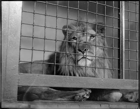 Lion Franklin Park Zoo Digital Commonwealth
