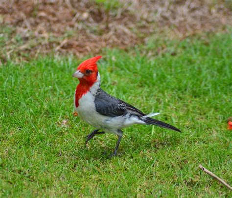 Head To Hawaii To See A Red Crested Cardinal Birds And Blooms