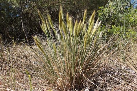Australian Native Grasses List Identification Guide Ultimate Backyard