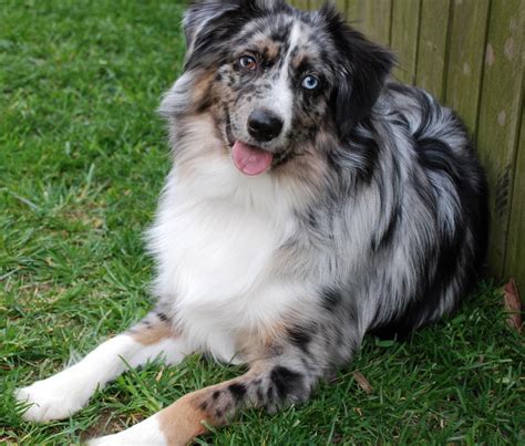 Miniature Australian Shepherd Breed Guide Learn About The Miniature Australian Shepherd