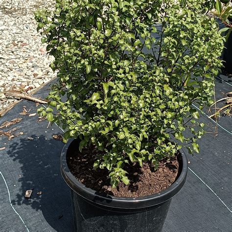 Pittosporum Tenuifolium ‘green Pillar 200mm Camden Nurseries