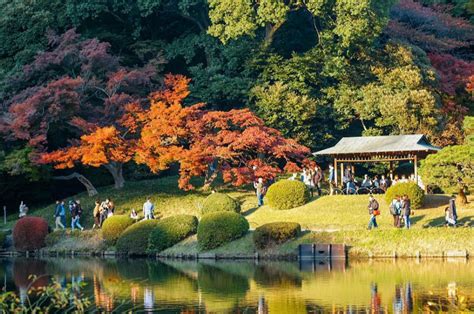 shinjuku gyoen national garden  start selling   tokyo ikidane nippon