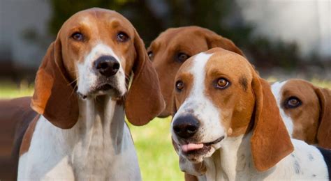 American Foxhound Dog Breed Information American