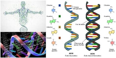 Código Genético Definición Función Y Tipos De Mutaciones Arriba Salud