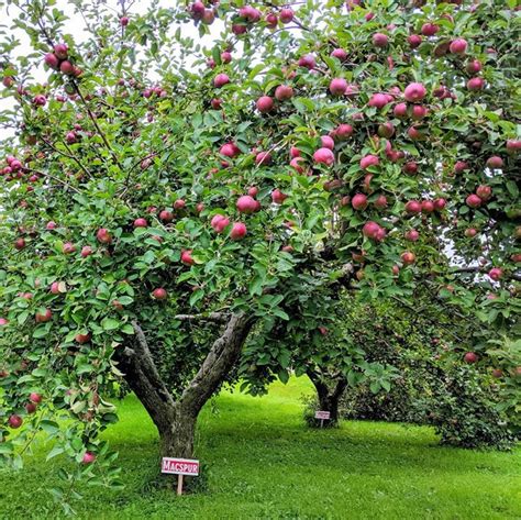 Appleseason U Pick Apples Have Begun Jonamac And Macspur Are Ready