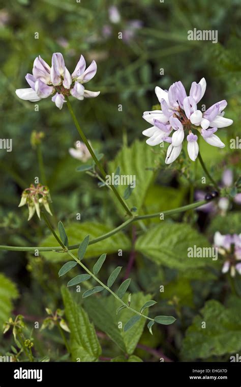 Purple Crown Vetch Coronilla Varia Stock Photo Alamy