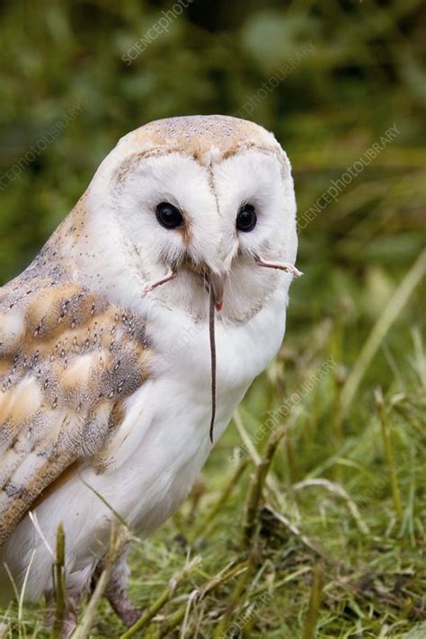 They are primarily nocturnal, and eat mostly small rodents. Barn Owl eating a mouse - Stock Image - C004/6680 ...