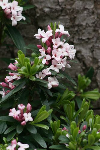 Daphne × Transatlantica ‘blafra Eternal Fragrance Plants Fragrant