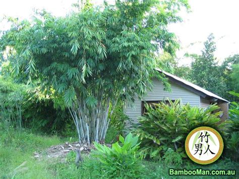 White Bamboo Dendrocalamus Minor Amoenus Bamboo Whitsunday