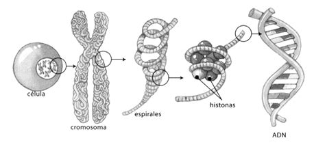 Actividad 1 La Estrucuctura De Los Cromosomas EucariÓticos