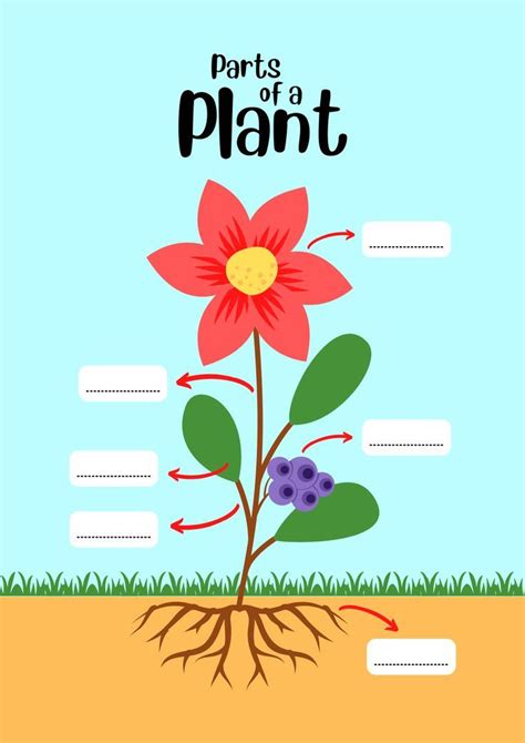 Parts Of A Plant Worksheet Plants Worksheets Parts Of A Plant Plant
