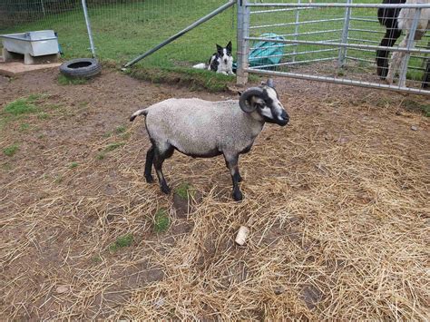 2 Shearling Rams For Sale Shetland Sheep Society