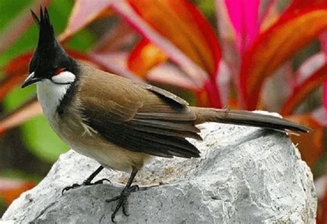 Ciri Khas Burung Merbah Jambul Dan Perbedaan Jenis Kelamin Bird