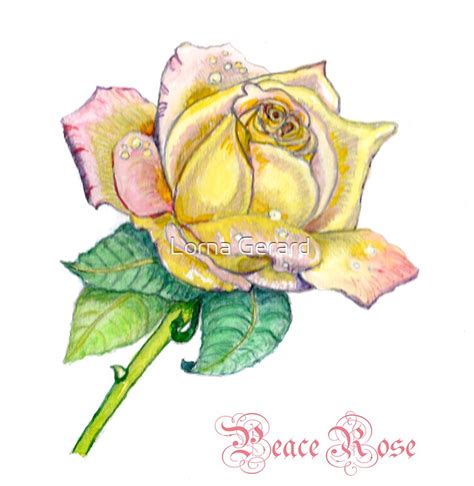Peace Rose By Lorna Gerard Redbubble