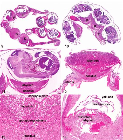 Mouse Placenta Histology