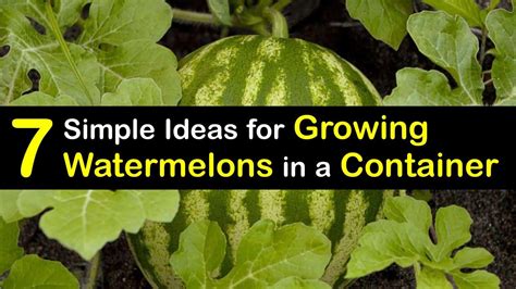 7 Simple Ideas For Growing Watermelons In A Container How To Grow