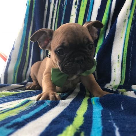The high quality french bull dog in toronto. French Bulldog puppy for sale in QUARRYVILLE, PA. ADN ...