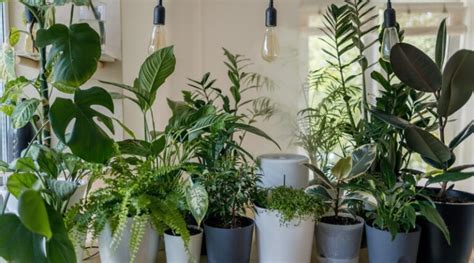 The Top 7 Almost Unkillable Houseplants Gardenreviews