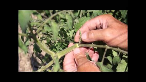 How To Remove Suckers From Your Tomato Plants Youtube