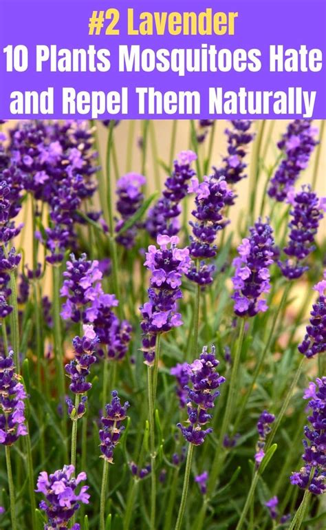 You can rub sage leaves. 10 Plants Mosquitoes Hate and Repel Them Naturally - DIY ...
