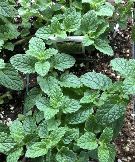 Mint Strawberry Plant Seeds2plate