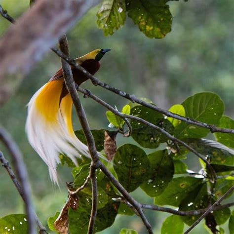 Daftar Burung Terindah Indonesia yang Menjadi Incaran Dunia | JENIS BURUNG DUNIA
