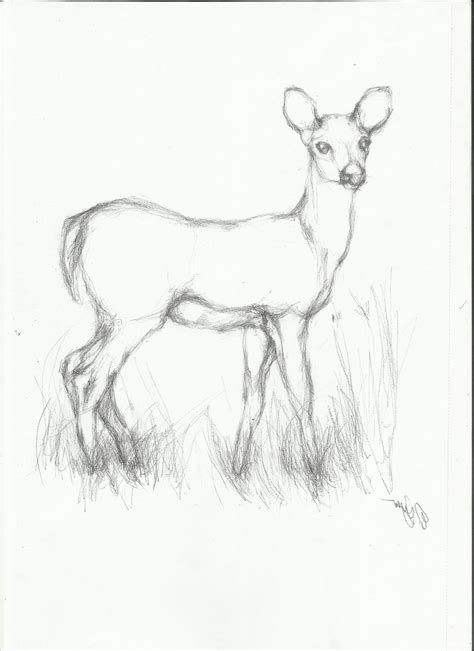 Check spelling or type a new query. Animal Sketch Drawing at GetDrawings | Free download