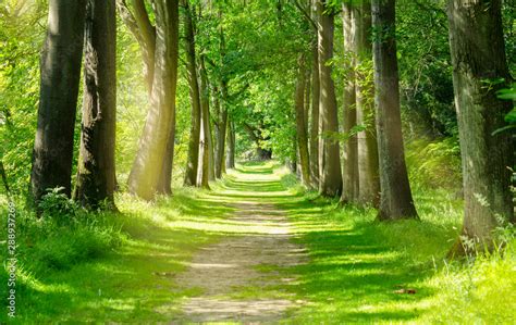 beautiful green forest trees with morning sunlight path in spring forest photos adobe stock