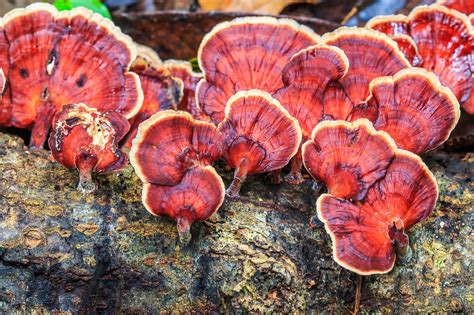 Reishi Mushrooms A Complete Guide