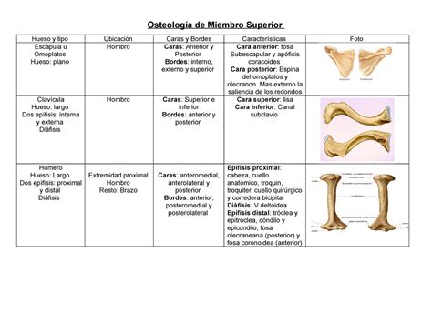 Osteología De Miembro Superior Osteología De Miembro Superior Hueso Y