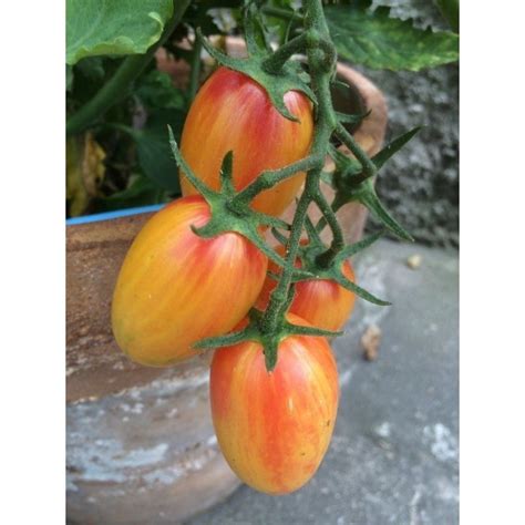 Artisan Blush Tiger Tomat frön 6st 405988641 ᐈ Köp på Tradera