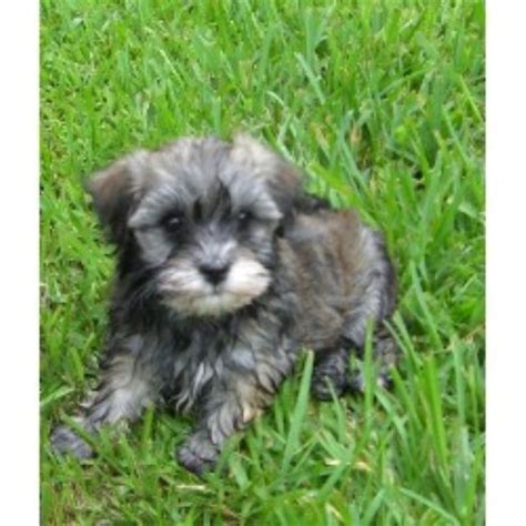 Browse thru our id verified puppy for sale listings to find your perfect puppy in your area. Coco Cabana Havanese, Havanese Breeder in Tampa, Florida
