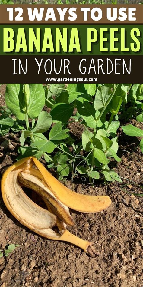 12 Ways To Use Banana Peels In Your Garden Banana Peel Uses