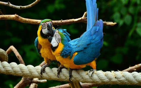 Download Wallpapers Blue And Yellow Macaw Tropical Birds Parrots