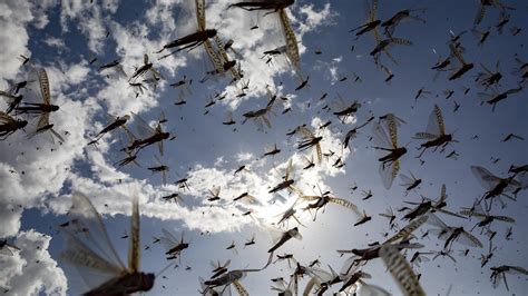 Bbc World Service Discovery Desert Locust Swarms