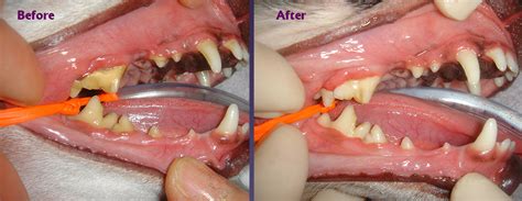 Before And After Dentistry Cases At Animal Dental Clinic