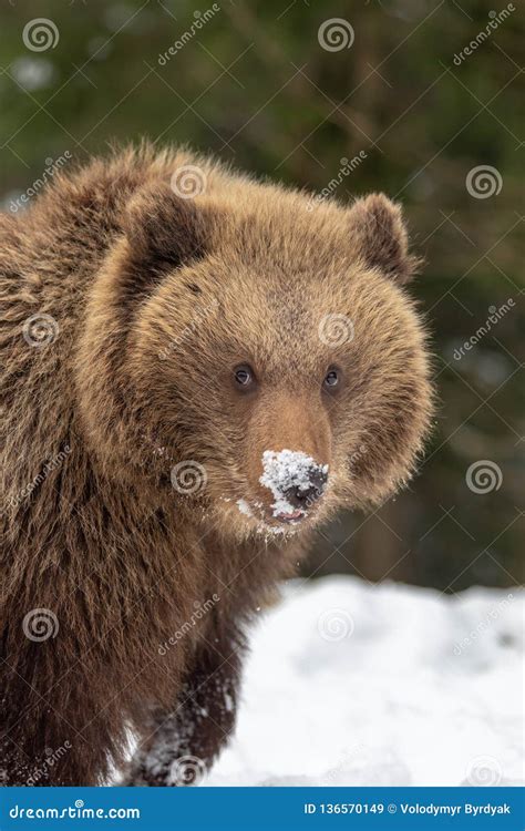 Wild Brown Bear Cub Closeup In Forest Stock Image Image Of Fauna