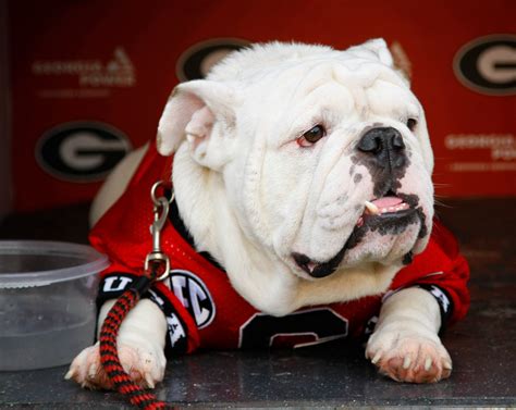 This Shot Of Georgias Mascot Sitting In The Rain Perfectly Sums Up