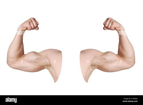 Male Arms With Flexed Biceps Muscles Stock Photo Alamy