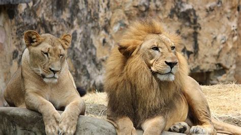 las leonas tienen melena por que a esta leona le crecio una melena national geographic en