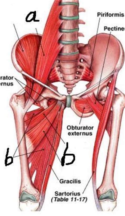 Since their muscle mass is not located in the pelvic area, but on the thigh, they are. Exam 1: Musculoskeletal II (lower body) at University of ...