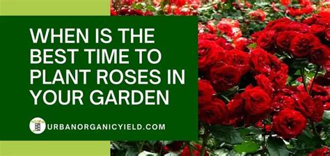 Growing Roses When To Plant Roses
