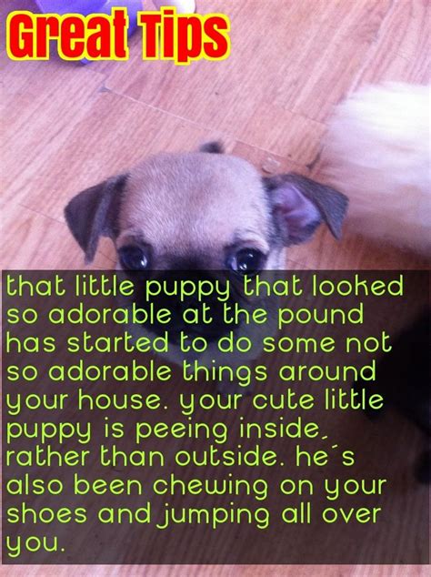 Learn About Caring For A Dog With This Article Cute Little Puppies